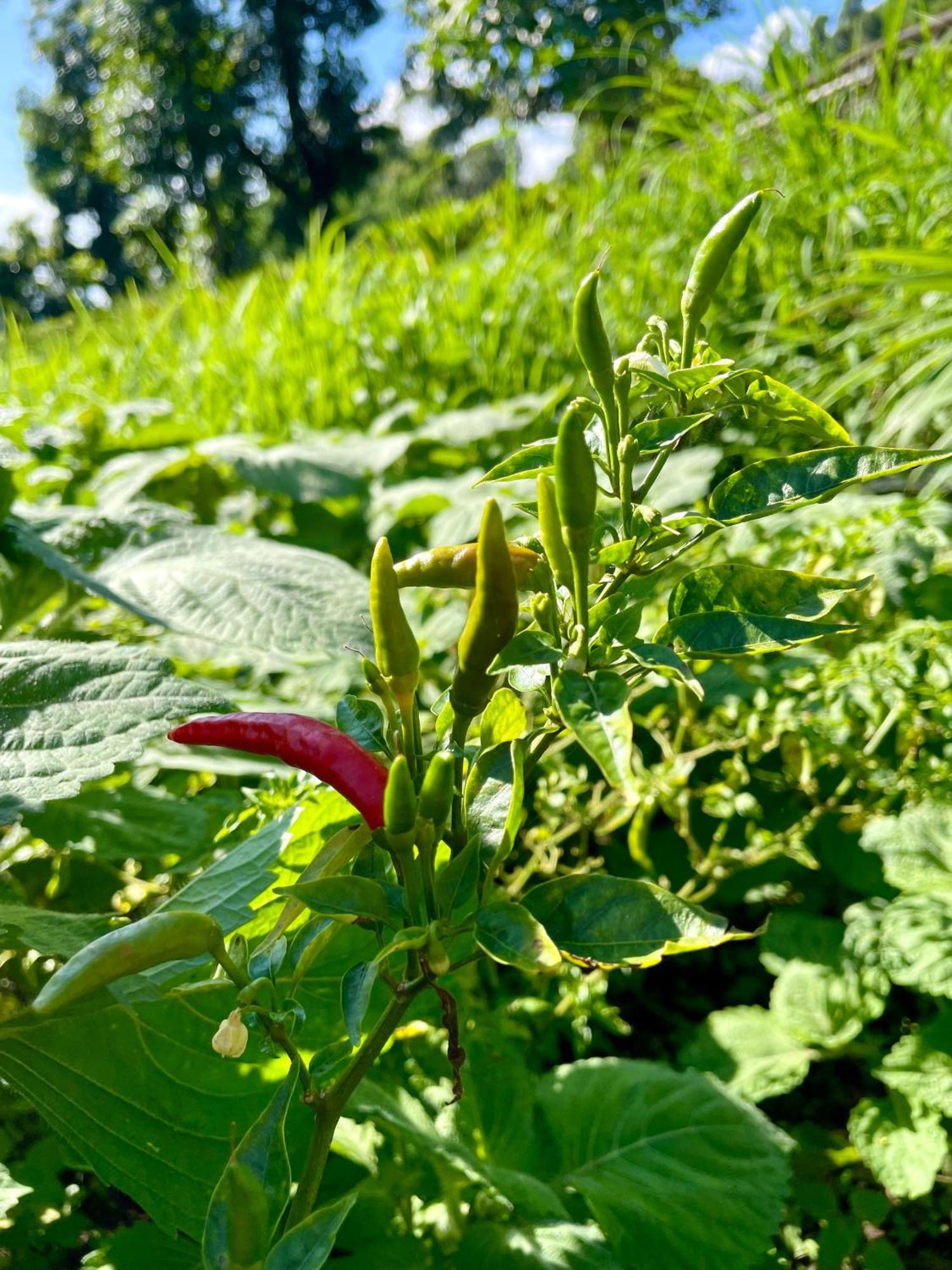 Hom'S Homestay & Farmstay Sarangkot Pokhara Eksteriør billede